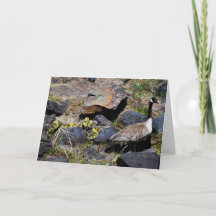Goslings First Outing Gracias Card