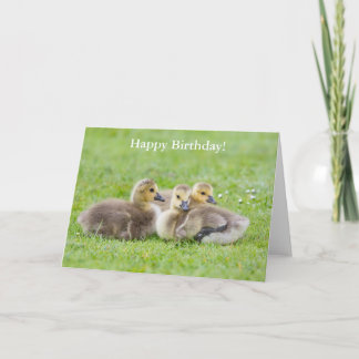 Tarjeta Goslings Happy Birday Card