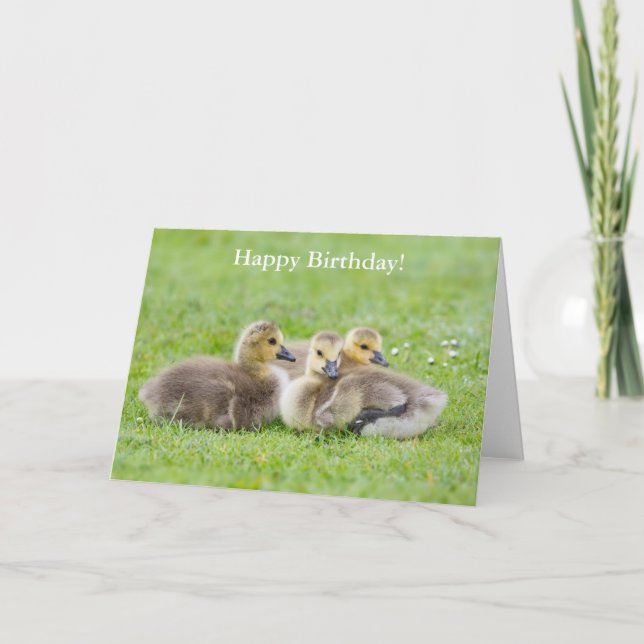 Tarjeta Goslings Happy Birday Card (Anverso)