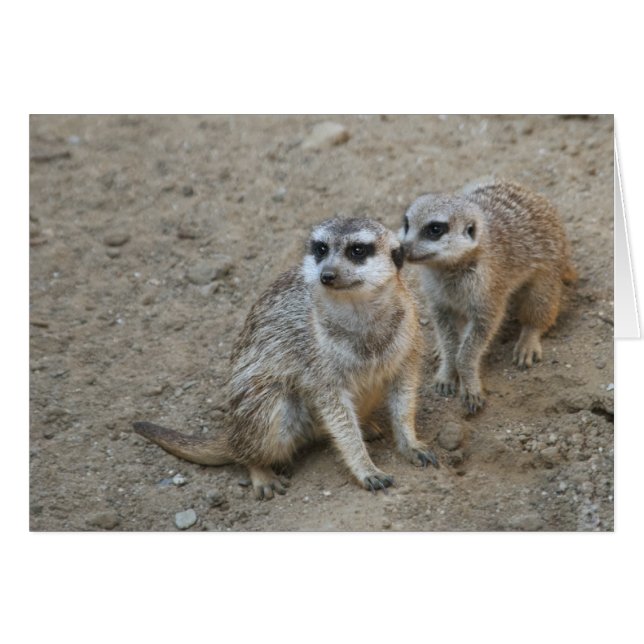 Tarjeta Gossip (Anverso (Horizontal))