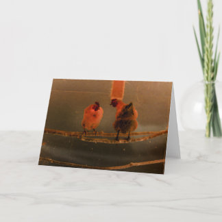 Tarjeta "Gossiping" Pollos Perchados Transformados Digital