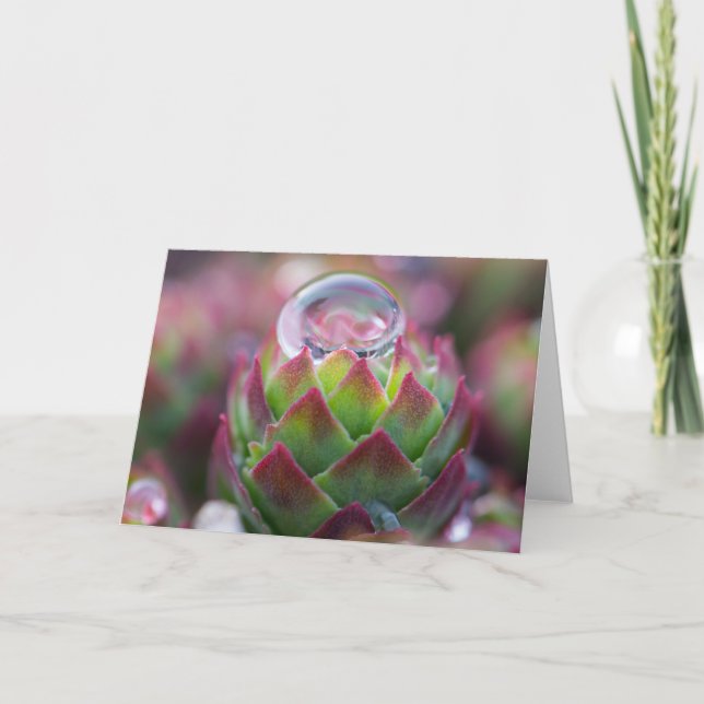 Tarjeta Gota de agua en Succulent (Anverso)