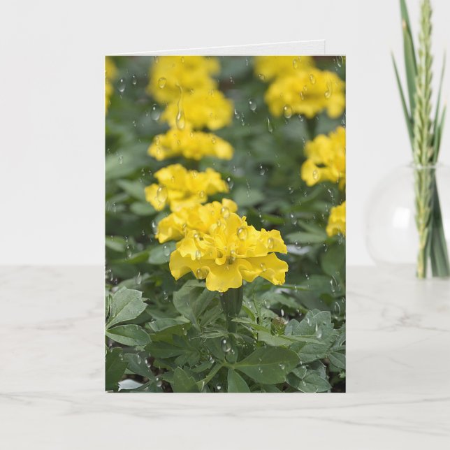Tarjeta gotas de lluvia y flor de marigold (Anverso)