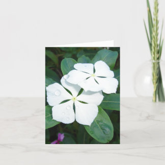 Tarjeta Gotas de rocío en v2 blanco