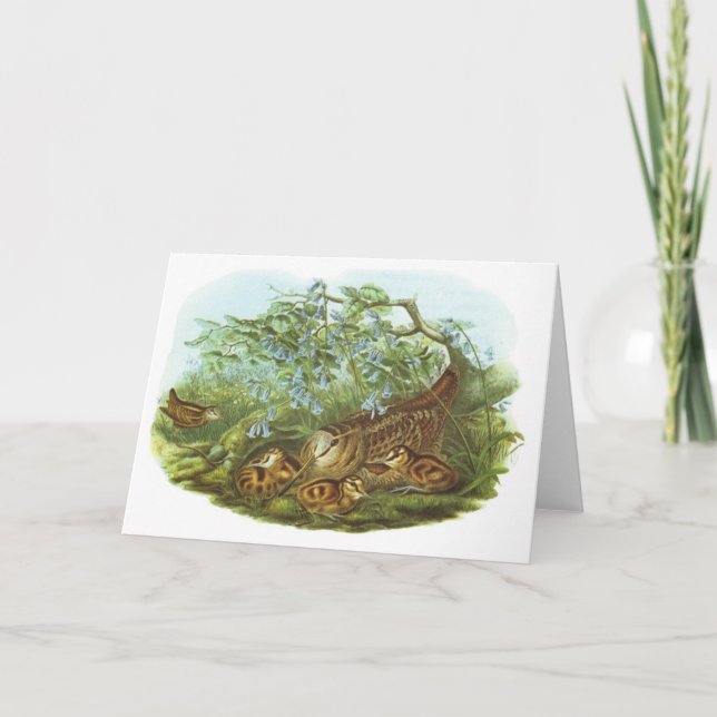 Tarjeta Gould - coalla - rusticola del Scolopax (Anverso)