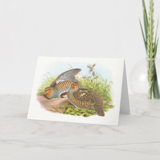 Tarjeta Gould - perdiz - perdix del Perdix (Anverso)