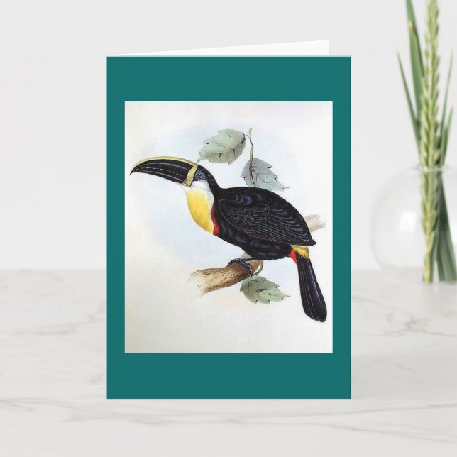 Tarjeta Gould - Toucan osculante (Anverso)