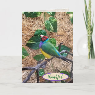 Tarjeta Gouldian Finch en branch para agradecerte
