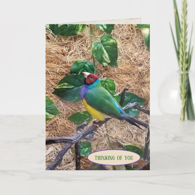 Tarjeta Gouldian Finch sobre la rama para pensar en ti (Anverso)