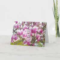Gracias/Pink Saucer Magnolia