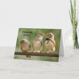Tarjeta Gracias Tres Encuestas Fotografía De Aves Animales