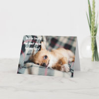Gracioso Angry Chihuahua Pide Vidas Saludando
