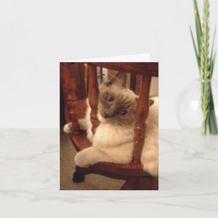 Tarjeta Gracioso con la actitud de un gato de muñeca trapo