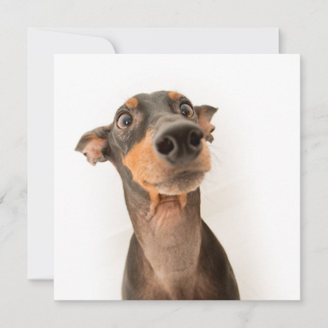 Tarjeta Gracioso perro de cachorro Doberman (Anverso)