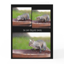 Gracioso retiro de ardilla de la banda