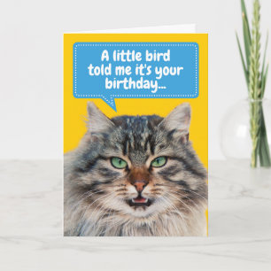 Tarjeta Gracioso saludo de cumpleaños de gato