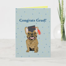 Graduación, Felicidades Graduado! Bulldog Francés