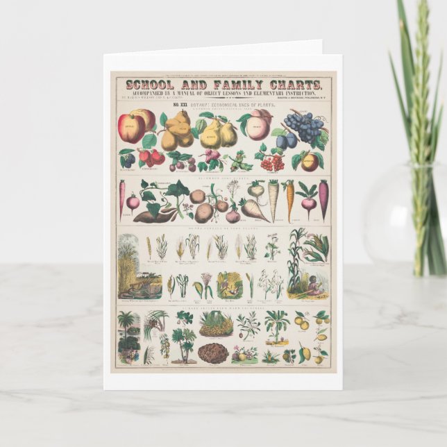 Tarjeta Gráfico botánico vintage: Usos económicos de plant (Anverso)
