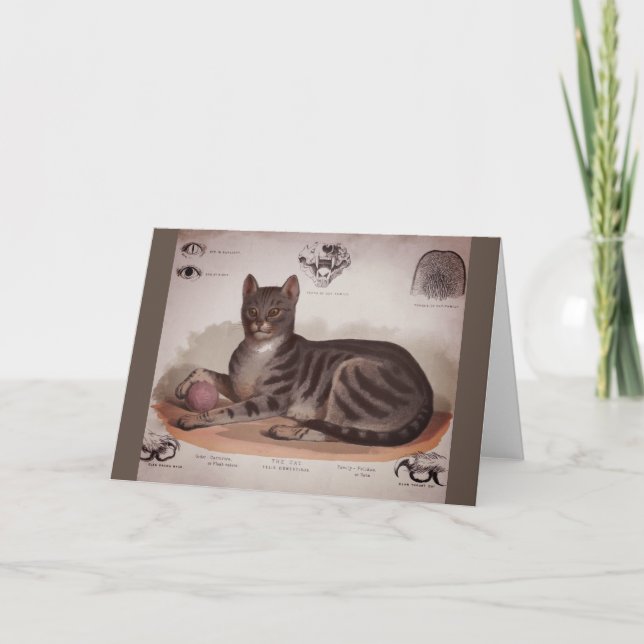 Tarjeta Gráfico de gato antiguo (Anverso)