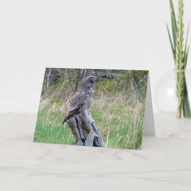 Tarjeta Gran búho gris en el salvaje (Anverso)