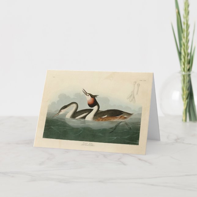 Tarjeta Gran codicia quieta - Los pájaros de América de Au (Anverso)