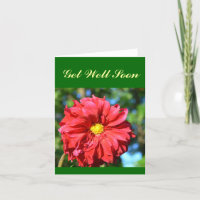 "Gran Dahlia Roja Con Centro De 'Botón' Amarillo"