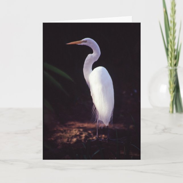 Tarjeta Gran Egret blanco (Anverso)