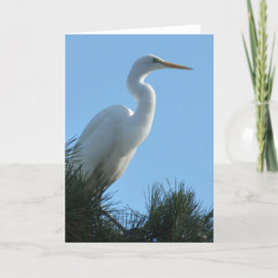 Tarjeta Gran Egret en la soleada Florida