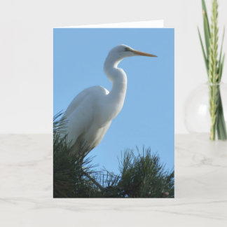 Tarjeta Gran Egret en la soleada Florida