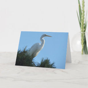 Tarjeta Gran Egret en la soleada Florida