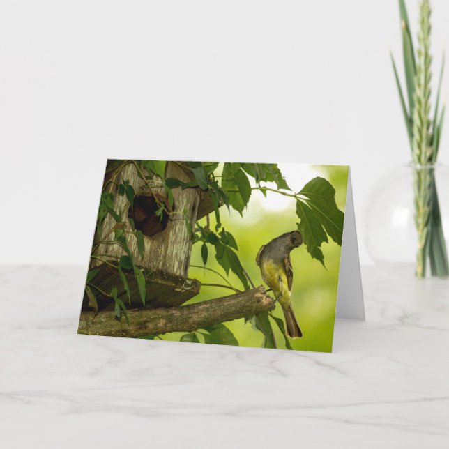 Tarjeta Gran Flycatcher en reposo (Anverso)