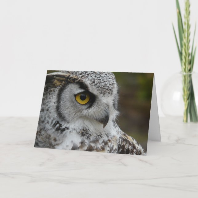Tarjeta Gran Fotografía de Lechuza Cuerno (Anverso)