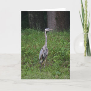 Tarjeta Gran garza azul