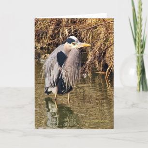 Tarjeta Gran garza azul