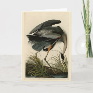 Tarjeta Gran garza azul de los pájaros de América de Audub