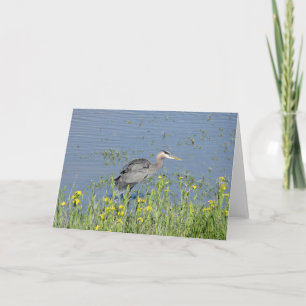 Tarjeta Gran garza azul en el río.