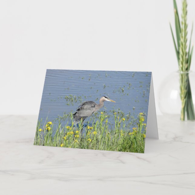 Tarjeta Gran garza azul en el río. (Anverso)