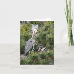 Tarjeta Gran garza azul y sus bebés