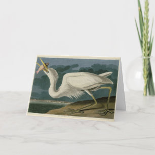 Tarjeta Gran garza blanca, de los pájaros de América de Au
