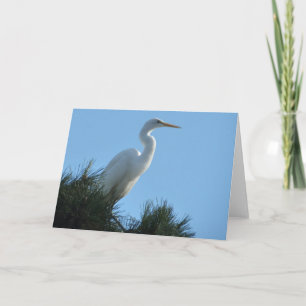 Tarjeta Gran Garza en Florida Soleada