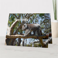 Gran macho Koala oso Caminante de cuerda fuerte, g