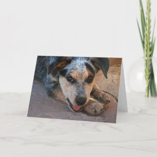 Tarjeta Gran Ojos Azul Heeler Puppy - Disculpa De Perro Lo