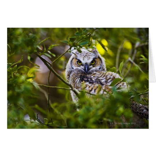 Tarjeta Gran Owlet de cuernos