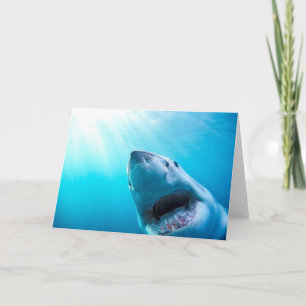 Tarjeta Gran tiburón blanco  Sudáfrica