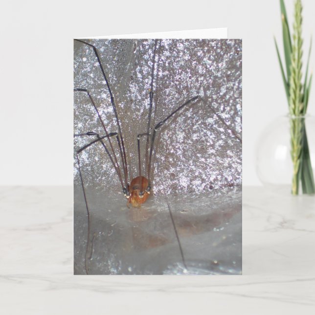 Tarjeta Grandaddy Longlegs (Anverso)