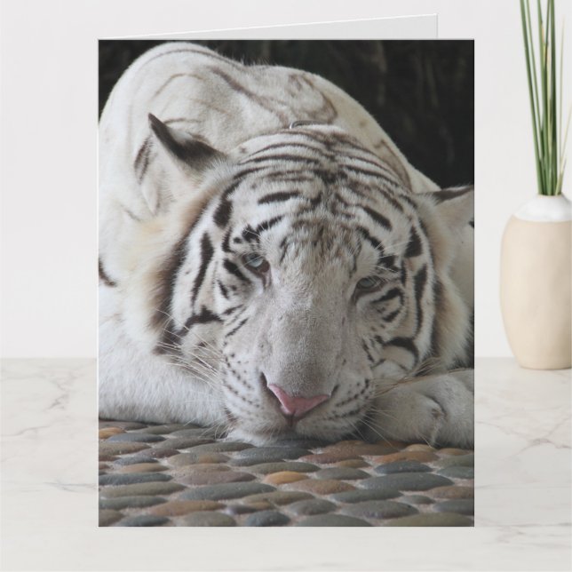 TARJETA GRANDE DE CUMPLEAÑOS DE TIGRE BLANCO ADORA (Anverso)