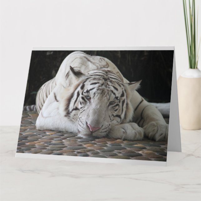 TARJETA GRANDE DE CUMPLEAÑOS DE TIGRE BLANCO ADORA (Anverso)