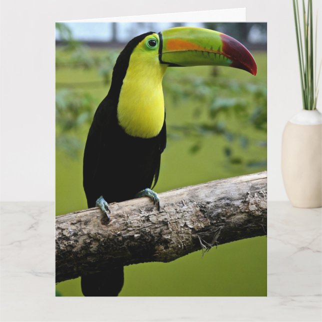 TARJETA GRANDE DE CUMPLEAÑOS DE TOUCAN (Anverso)