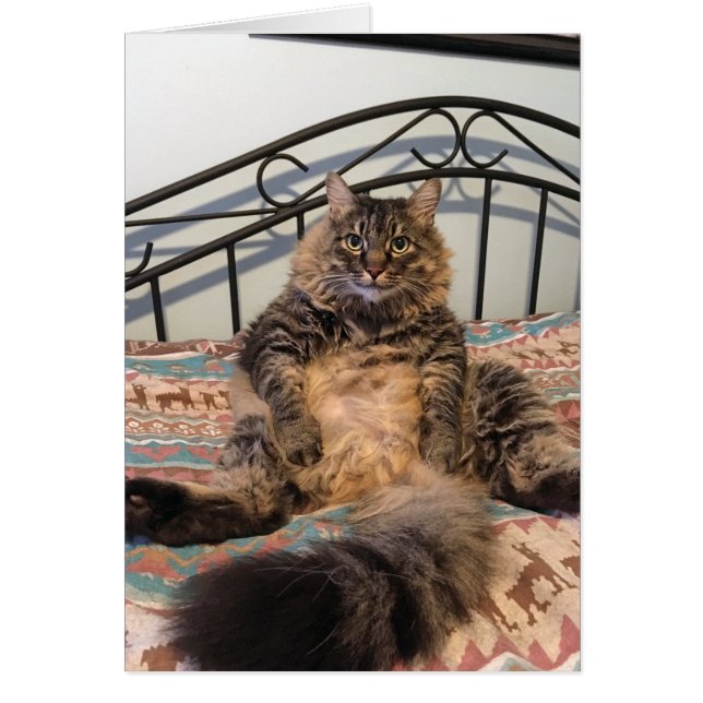 Tarjeta grande en blanco para gatos (Frente)