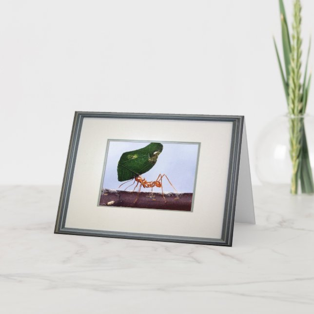 Tarjeta Grandes esperanzas (Anverso)